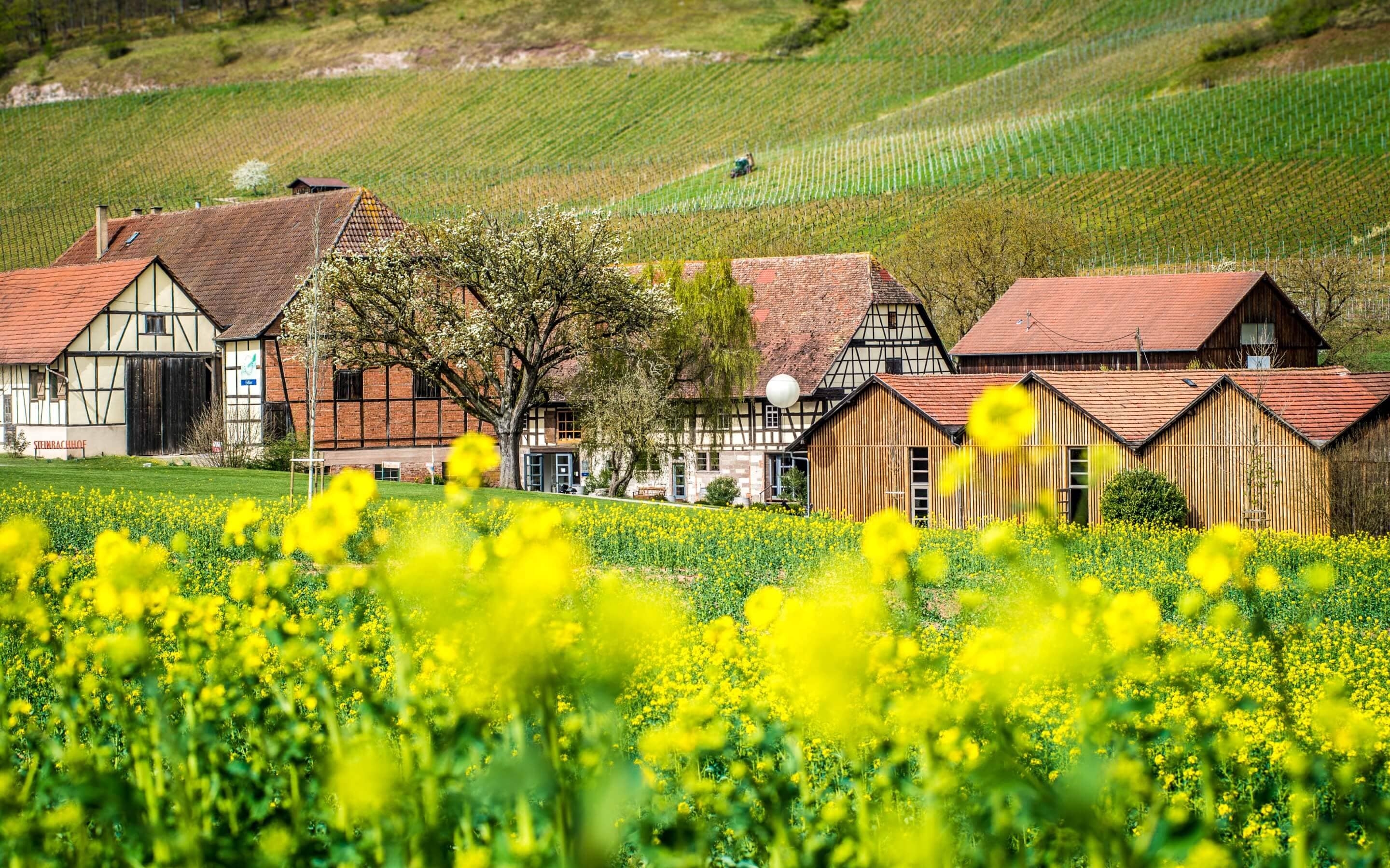 Weingut Steinbachhof